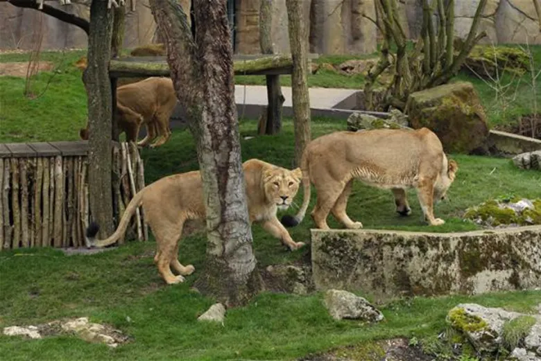 Leões no Zoológico de Londres ZSL London Zoo