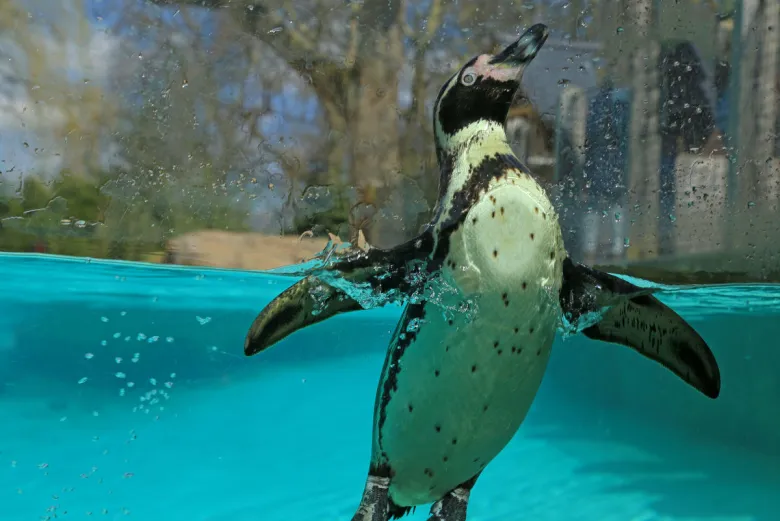 Pinguim no Zoológico de Londres ZSL London Zoo